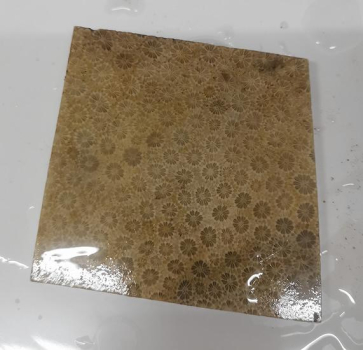 Slab Fossil Coral